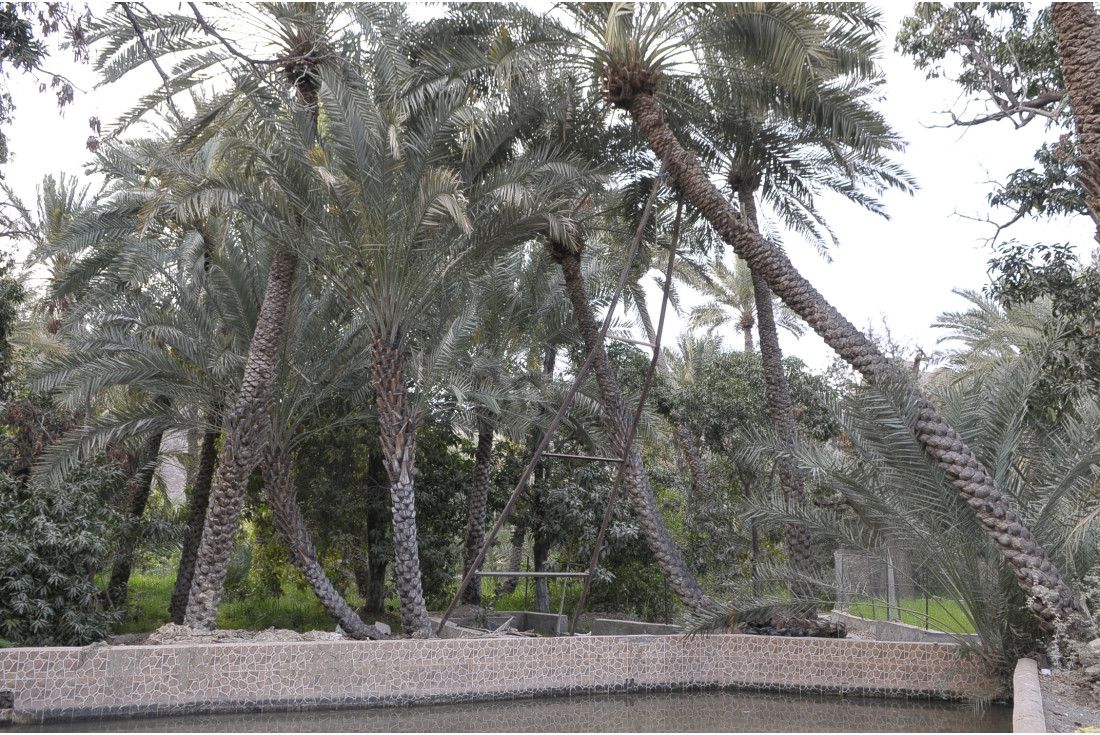 The dancing Palm Trees 