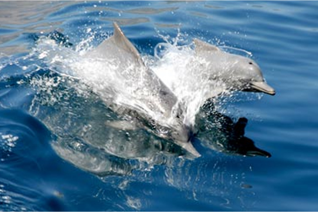 Greeted by dolphins on the dhow trip