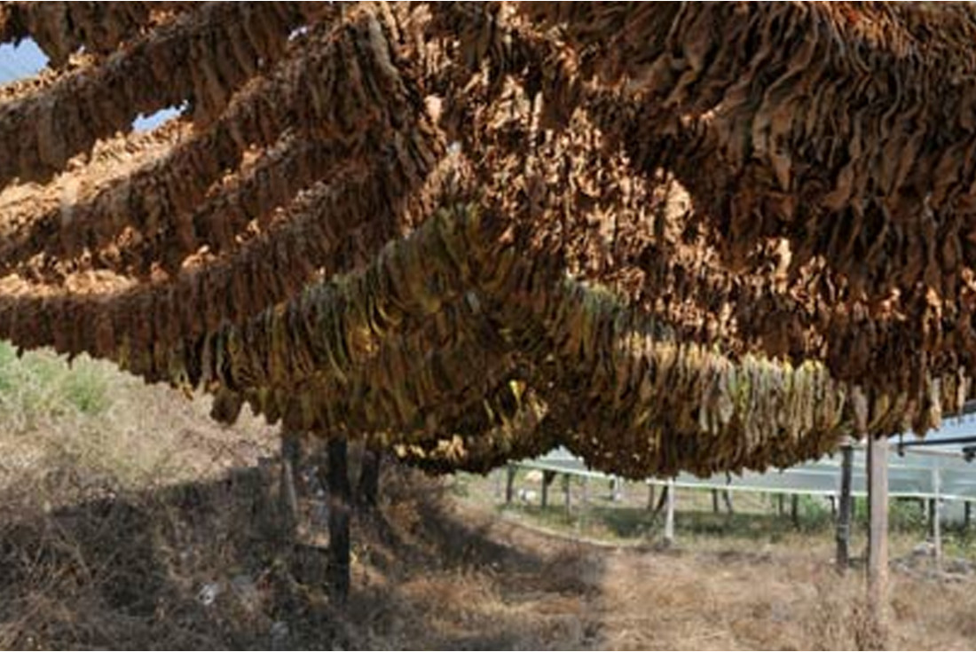 Drying tobbaco leaves in Krios