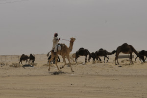 My Camels are my Asset