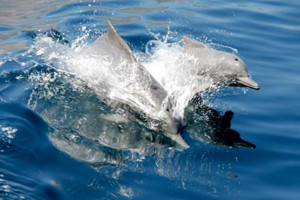 Greeted by dolphins on the dhow trip