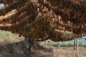 Drying tobbaco leaves in Krios