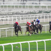 Kingdom of the horse